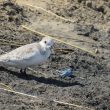 Bécasseau sanderling sur les bords de la Moulouya